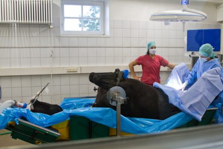 Die Gäste durften beim Betriebsrundgang unter anderem durch eine Glasscheibe eine Operation beobachten. Bild: Tameer Gunnar Eden/Eifeler Presse Agentur/epa