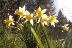 Aufgrund ihres begrenzten Verbreitungsgebiets wird die Gelbe Narzisse in der Roten Liste weiterhin als „gefährdet“ eingestuft. Archivbild: Michael Thalken/Eifeler Presse Agentur/epa